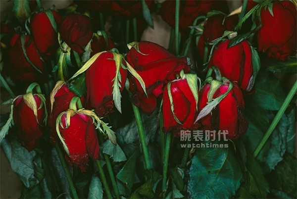 黑瓷GS+名家摄影=？论“作妖”我只服精工！(图10)