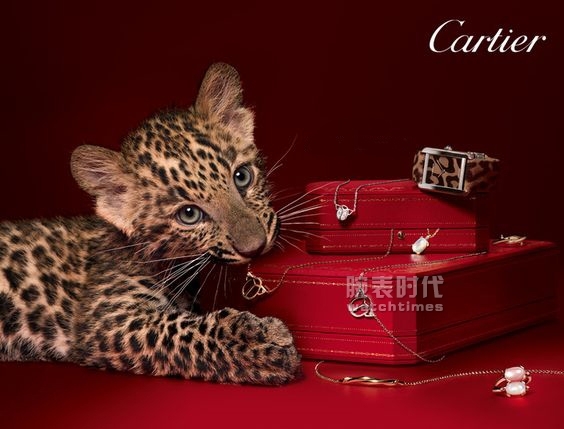 聊聊卡地亚为什么对猎豹情有独钟？(图1)
